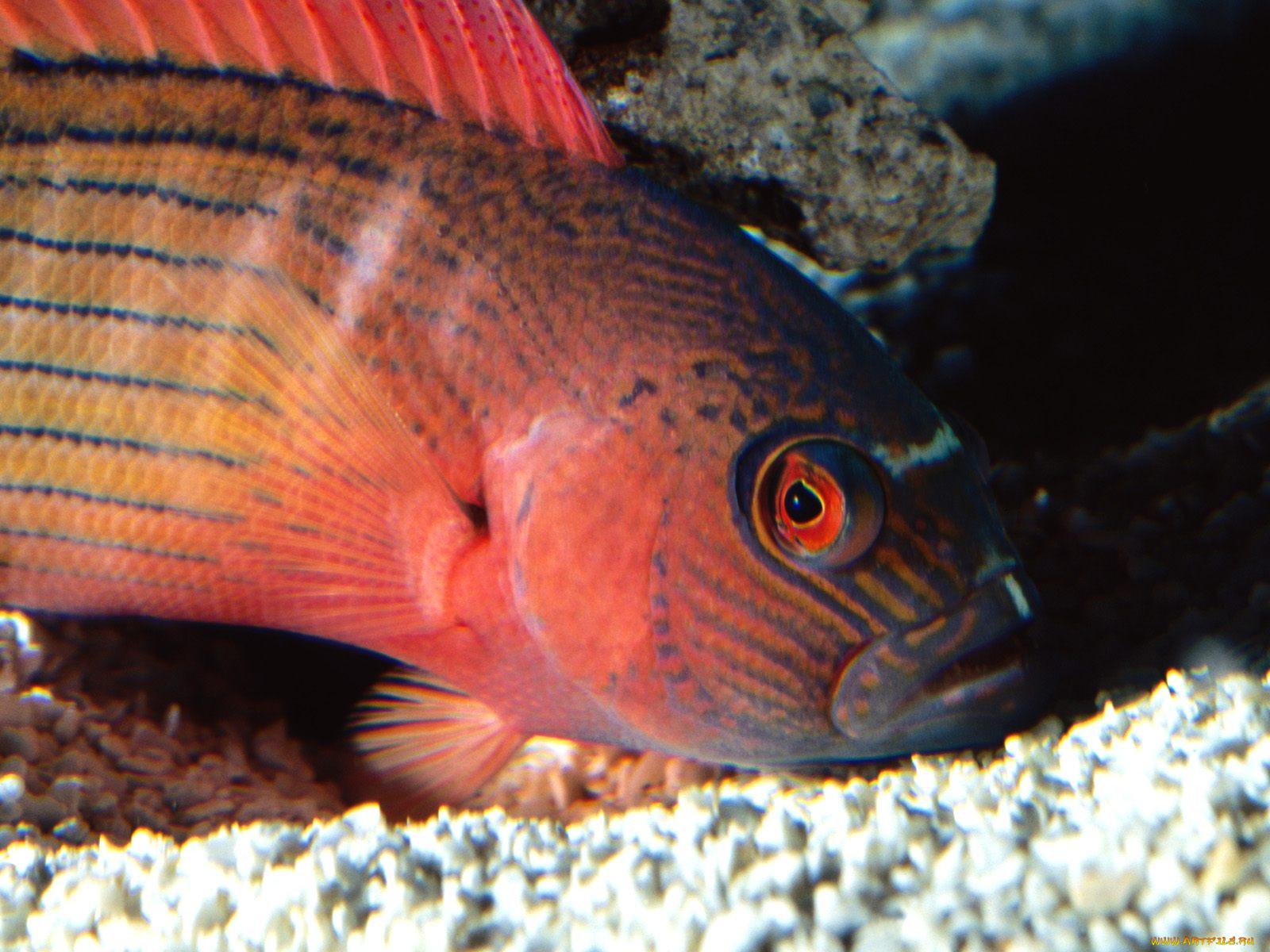 Метка рыбы. Красный нитепер рыба. Красный коралловый Групер. Хемихромис Лифалили. Красный снайпер рыба.